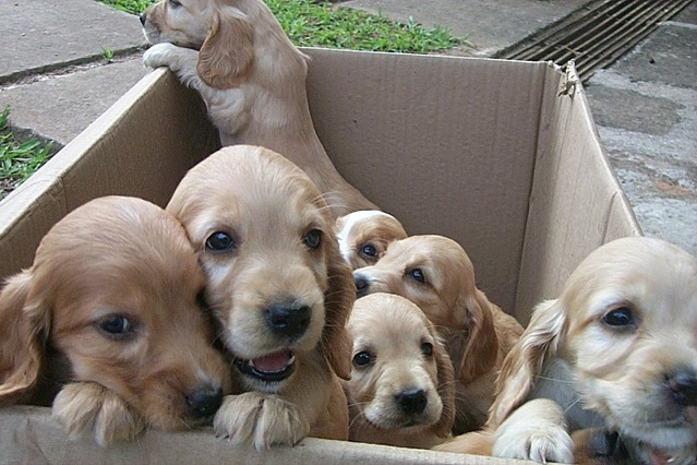 dogs-in-a-box